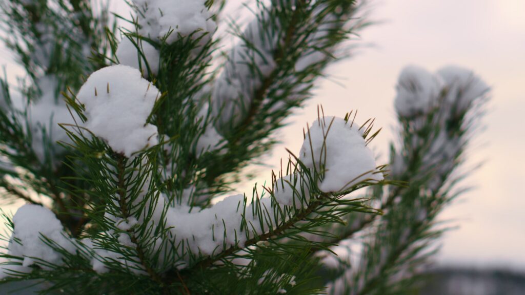 Snow covered fir needles swaying on winter wind close up. Snow lying branch.